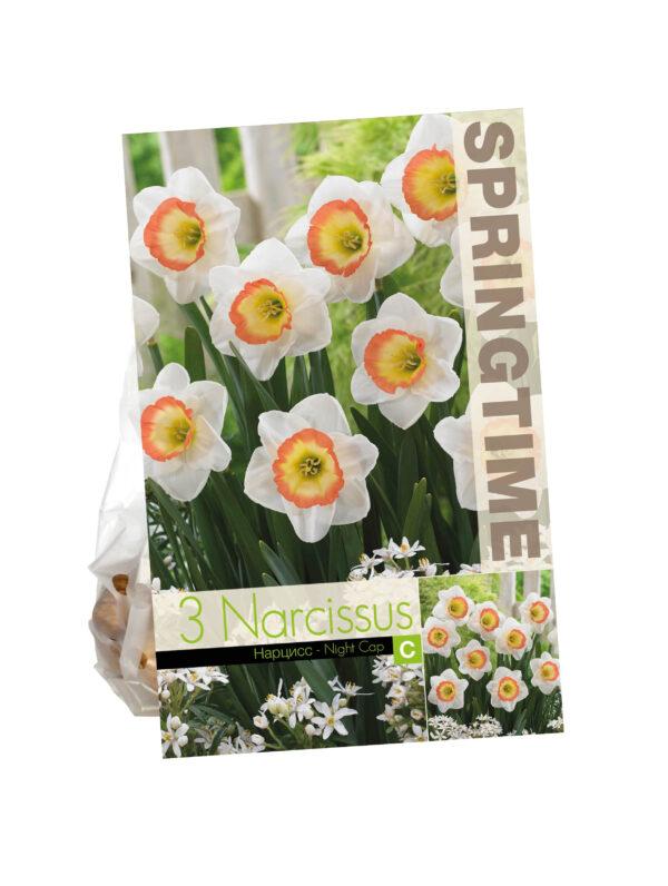 Narcissus Night Cap