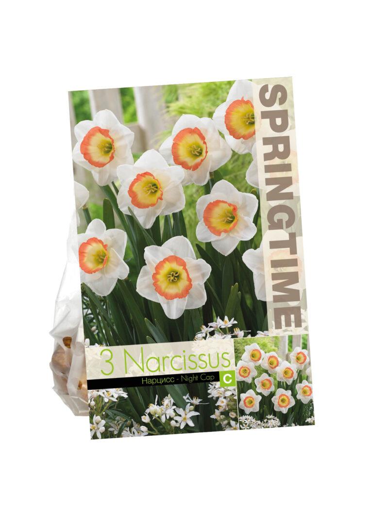 Narcissus Night Cap