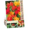 Tulipa Praestans Mixed