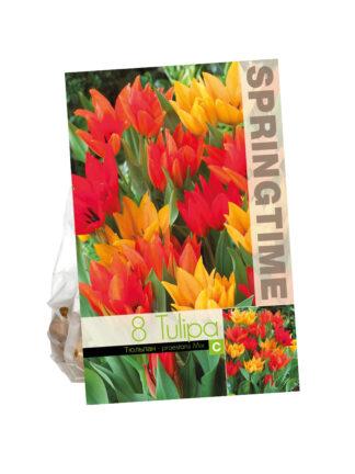 Tulipa Praestans Mixed