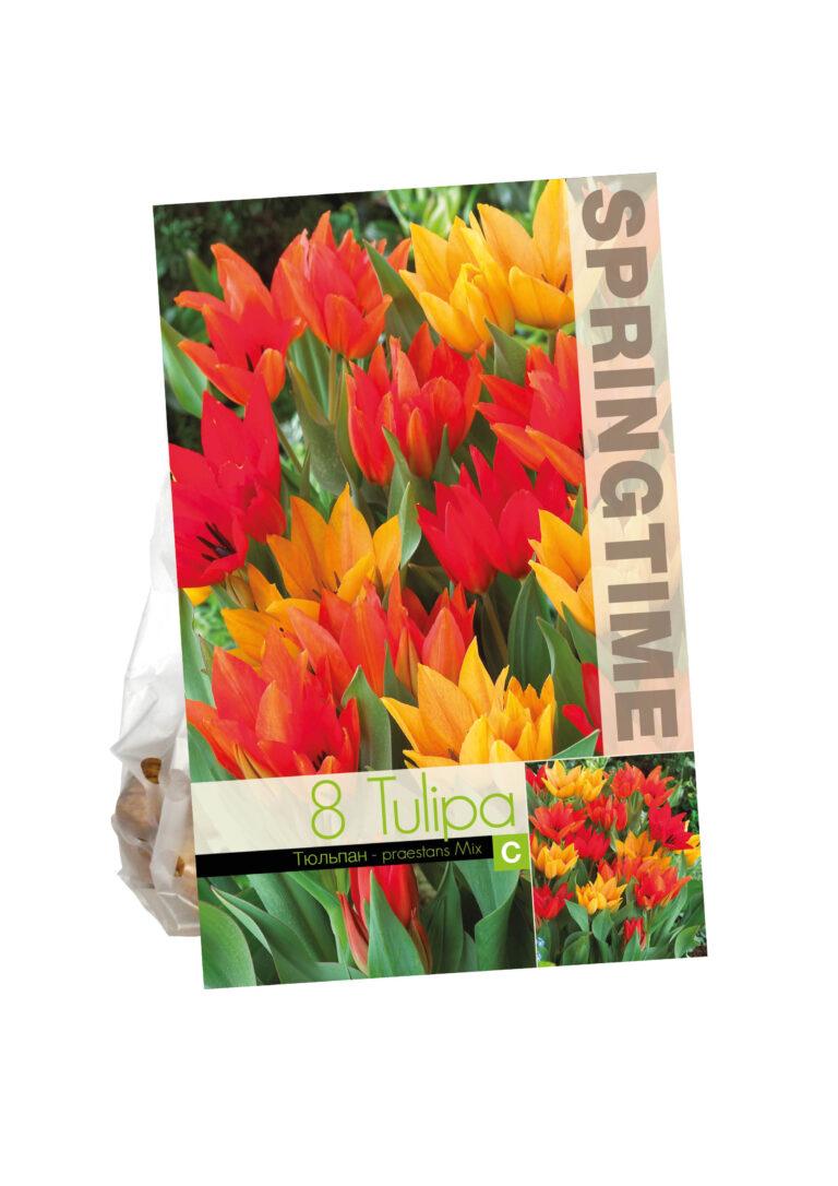 Tulipa Praestans Mixed