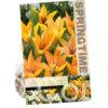 Tulipa Praestans Shogun