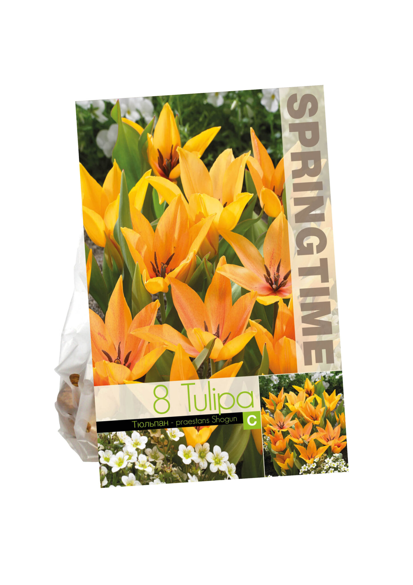 Tulipa Praestans Shogun