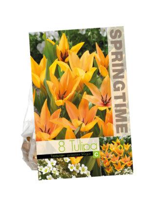 Tulipa Praestans Shogun