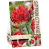 Tulipa Rococo Double