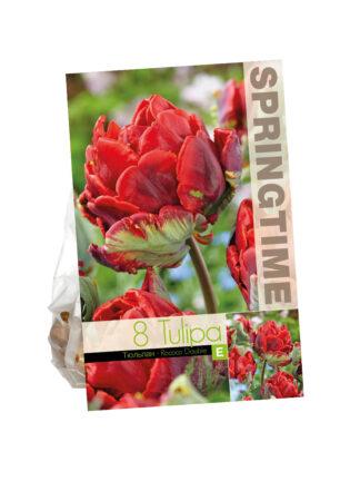 Tulipa Rococo Double