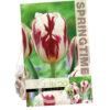 Tulipa Grand Perfection