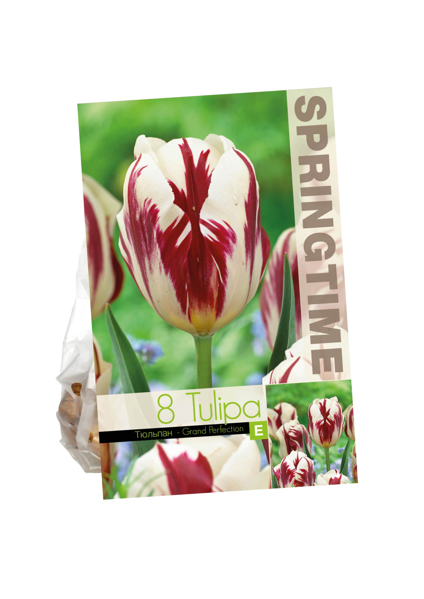 Tulipa Grand Perfection