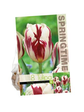 Tulipa Grand Perfection