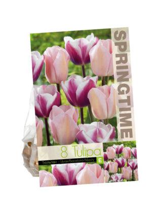 Tulipa Librije/Barcelona Beauty