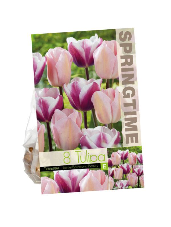 Tulipa Librije/Barcelona Beauty