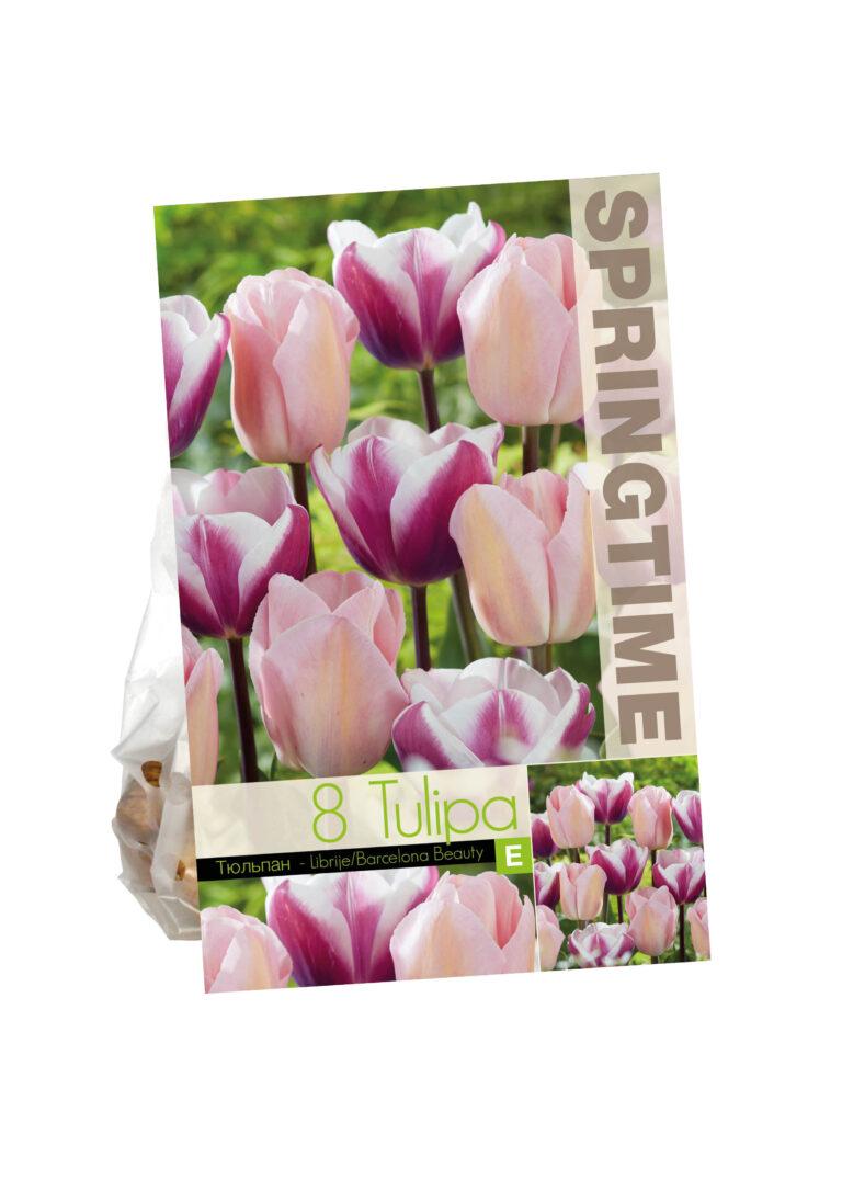 Tulipa Librije/Barcelona Beauty