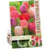 Tulipa Pride Mixed