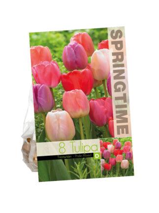 Tulipa Pride Mixed