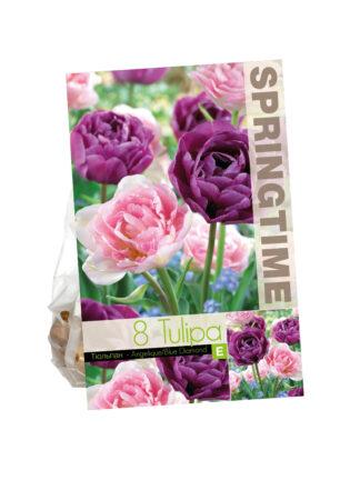 Tulipa Angelique/Blue Diamond