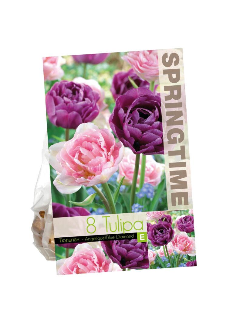 Tulipa Angelique/Blue Diamond