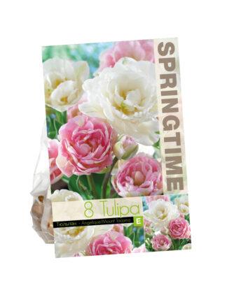 Tulipa Angelique/Mount Tacoma