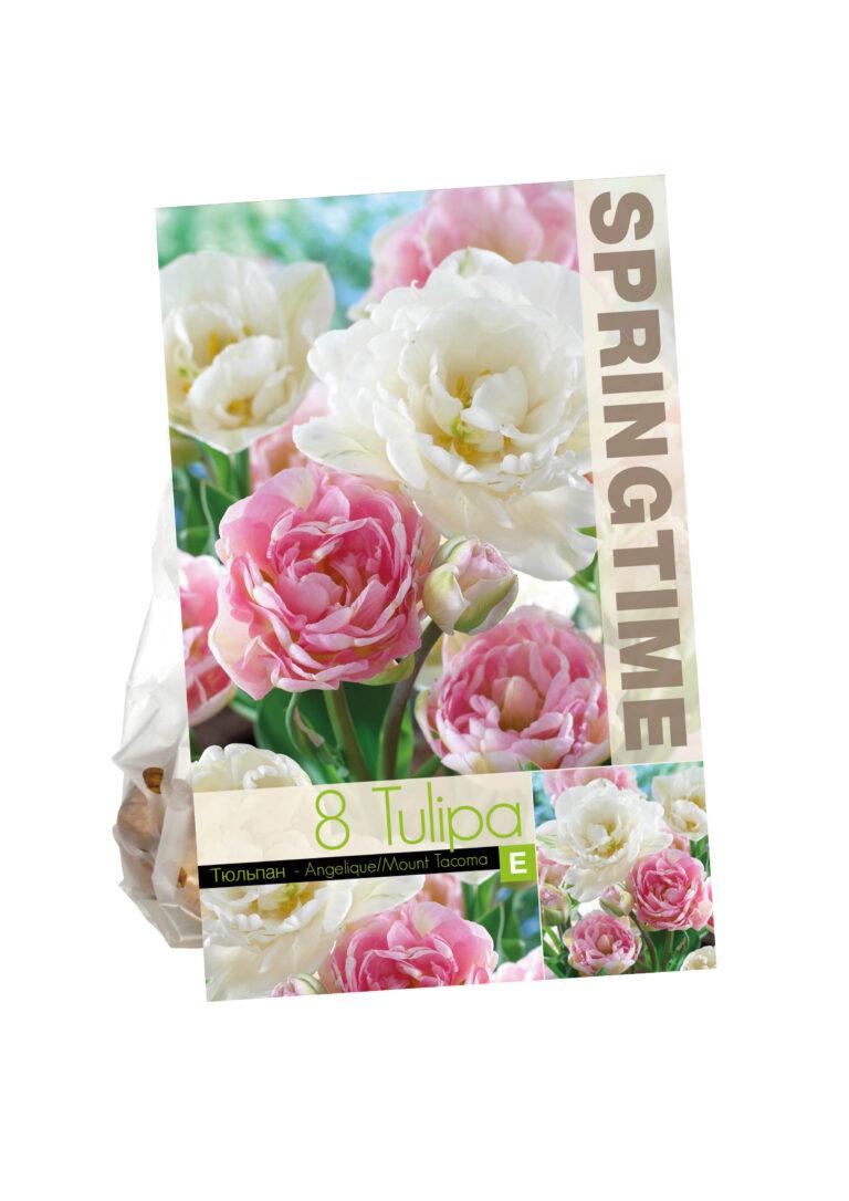 Tulipa Angelique/Mount Tacoma