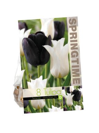 Tulipa Black/White Mixed