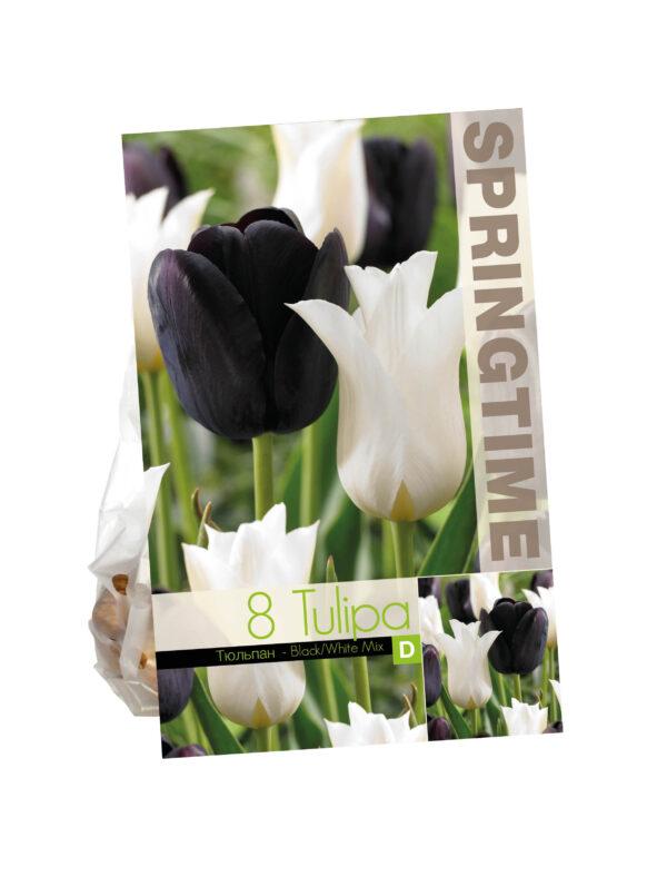 Tulipa Black/White Mixed