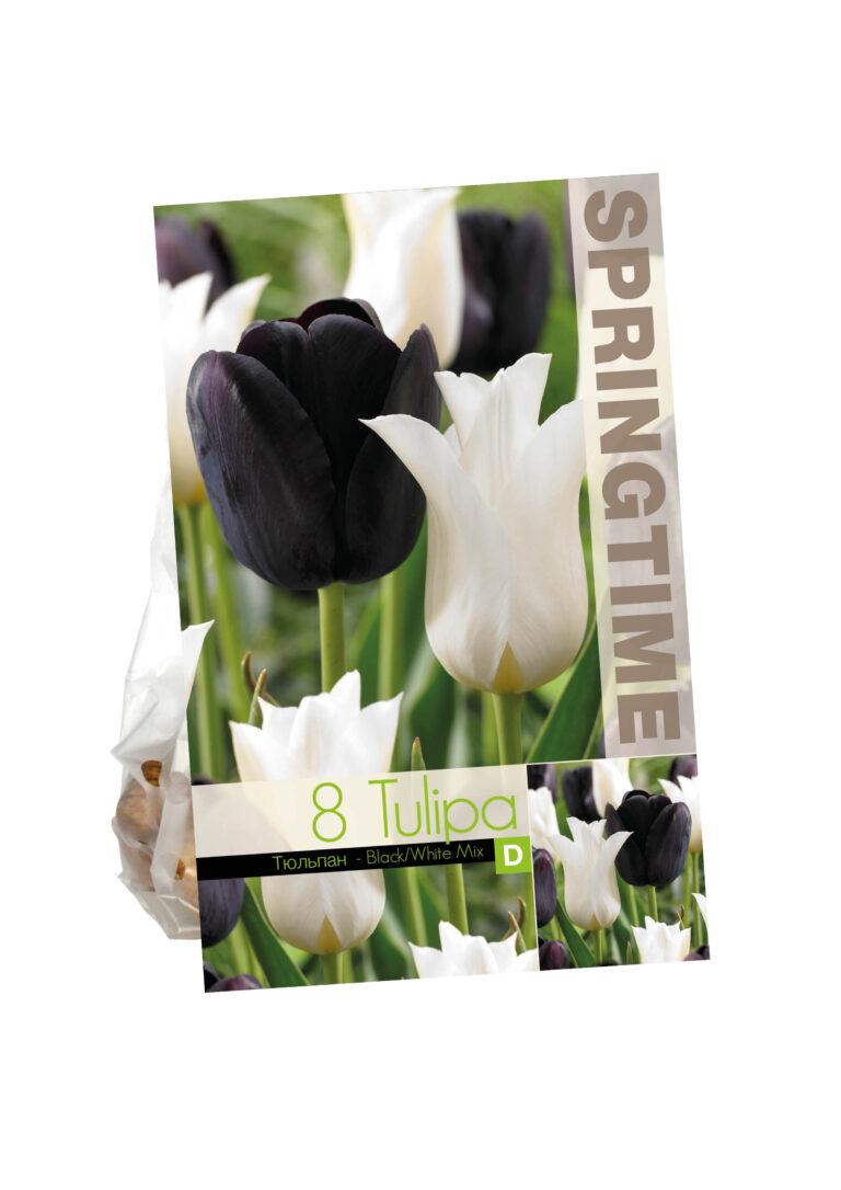 Tulipa Black/White Mixed