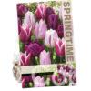Tulipa Medley in Purple