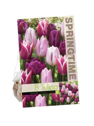 Tulipa Medley in Purple