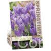 Crocus Hummingbird