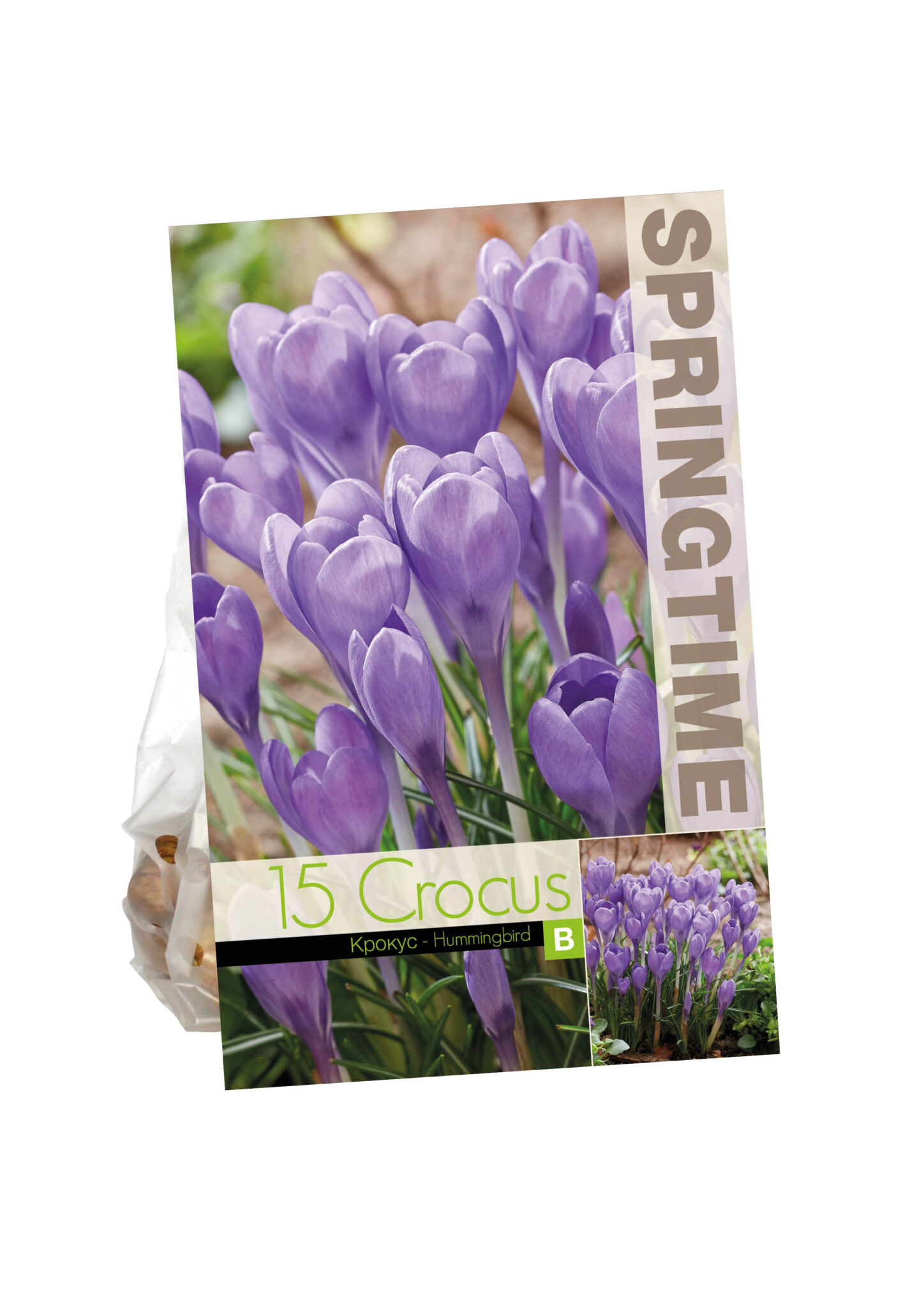 Crocus Hummingbird