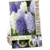 Hyacinthus Blue/White Mixed