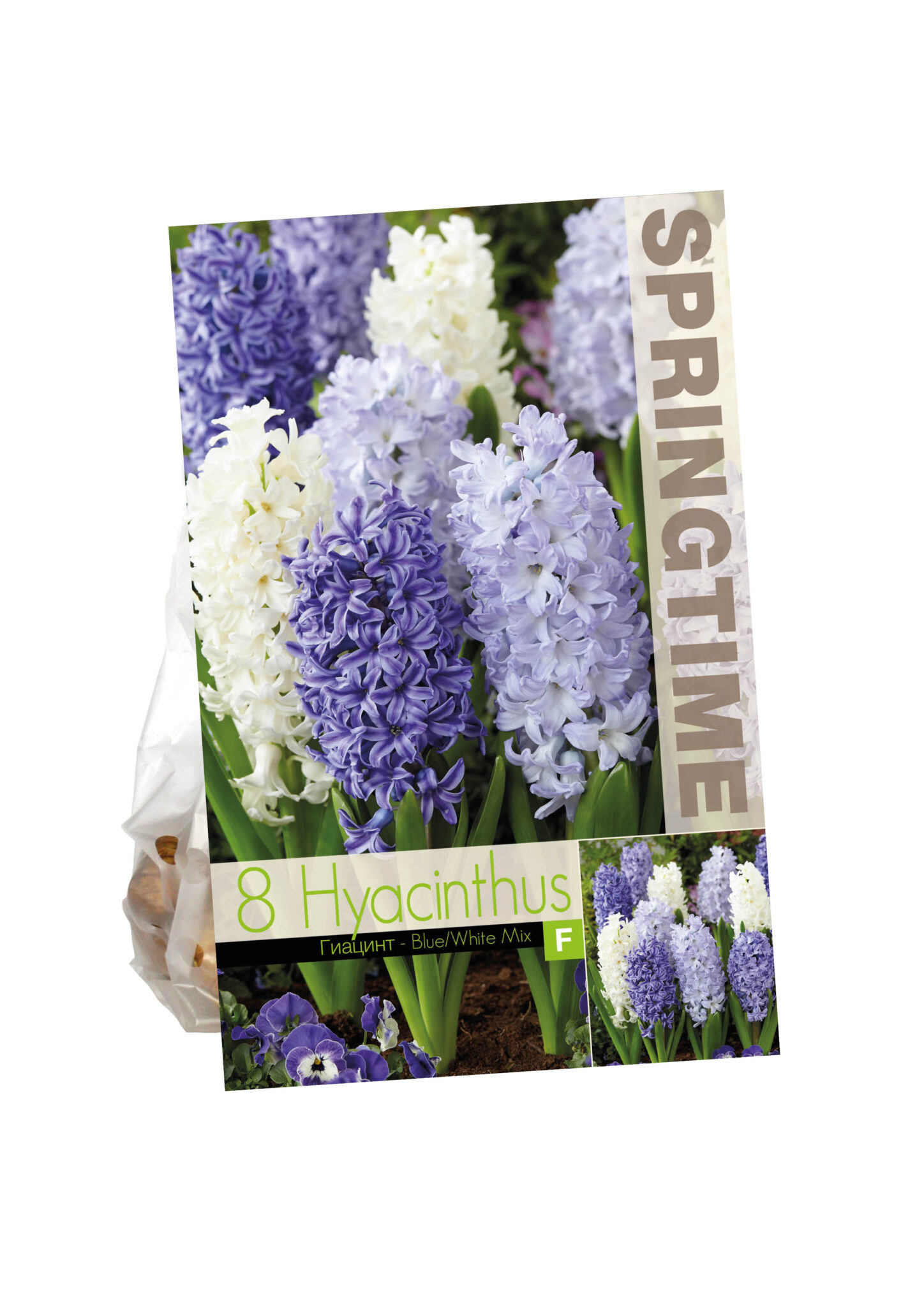 Hyacinthus Blue/White Mixed