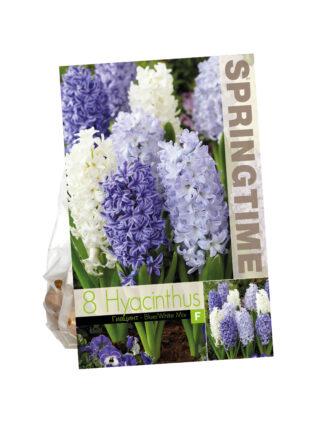 Hyacinthus Blue/White Mixed