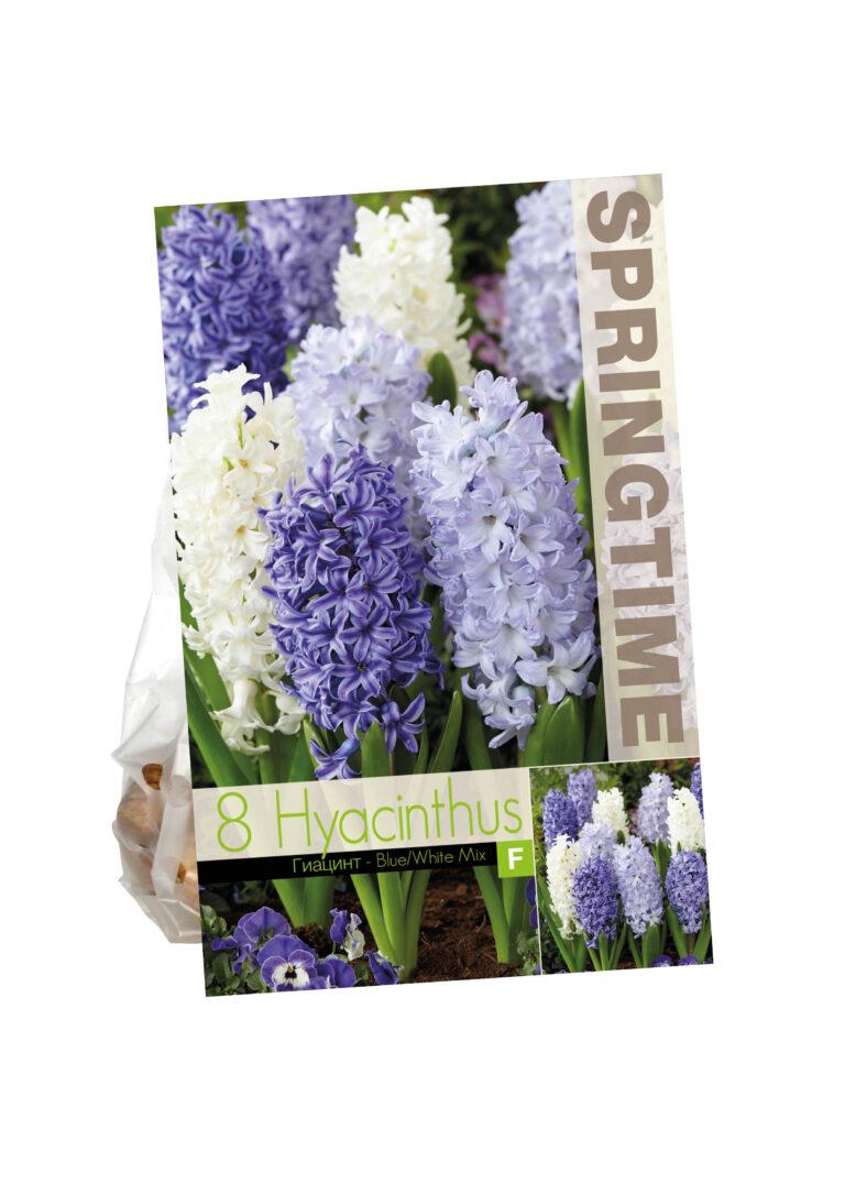 Hyacinthus Blue/White Mixed