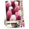 Hyacinthus Purple/Pink Mixed