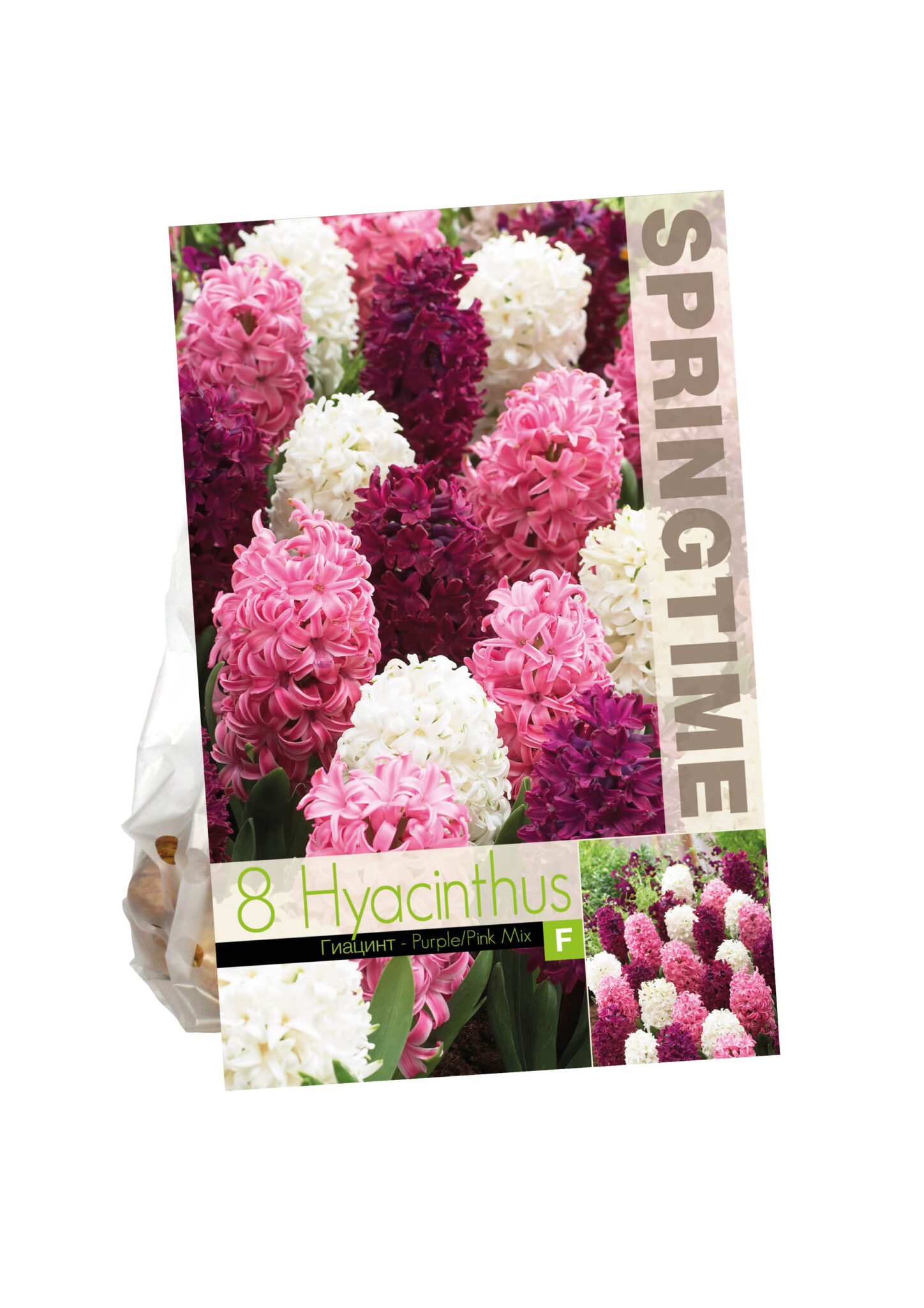 Hyacinthus Purple/Pink Mixed