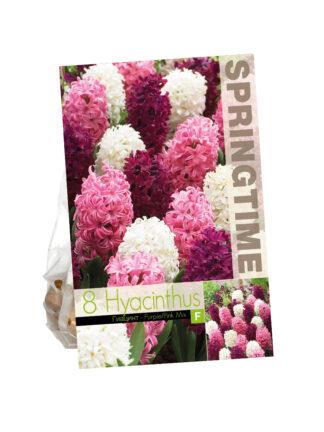Hyacinthus Purple/Pink Mixed