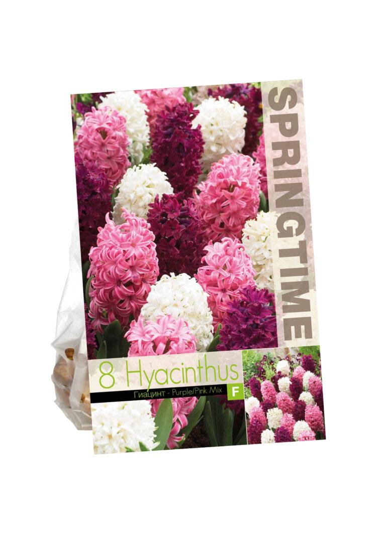 Hyacinthus Purple/Pink Mixed