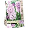 Hyacinthus Splendid Cornelia