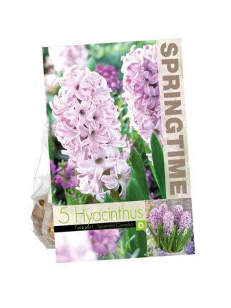 Hyacinthus Splendid Cornelia