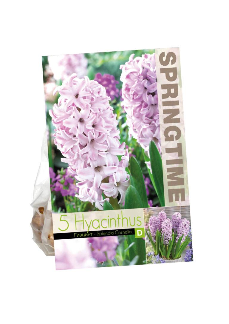 Hyacinthus Splendid Cornelia