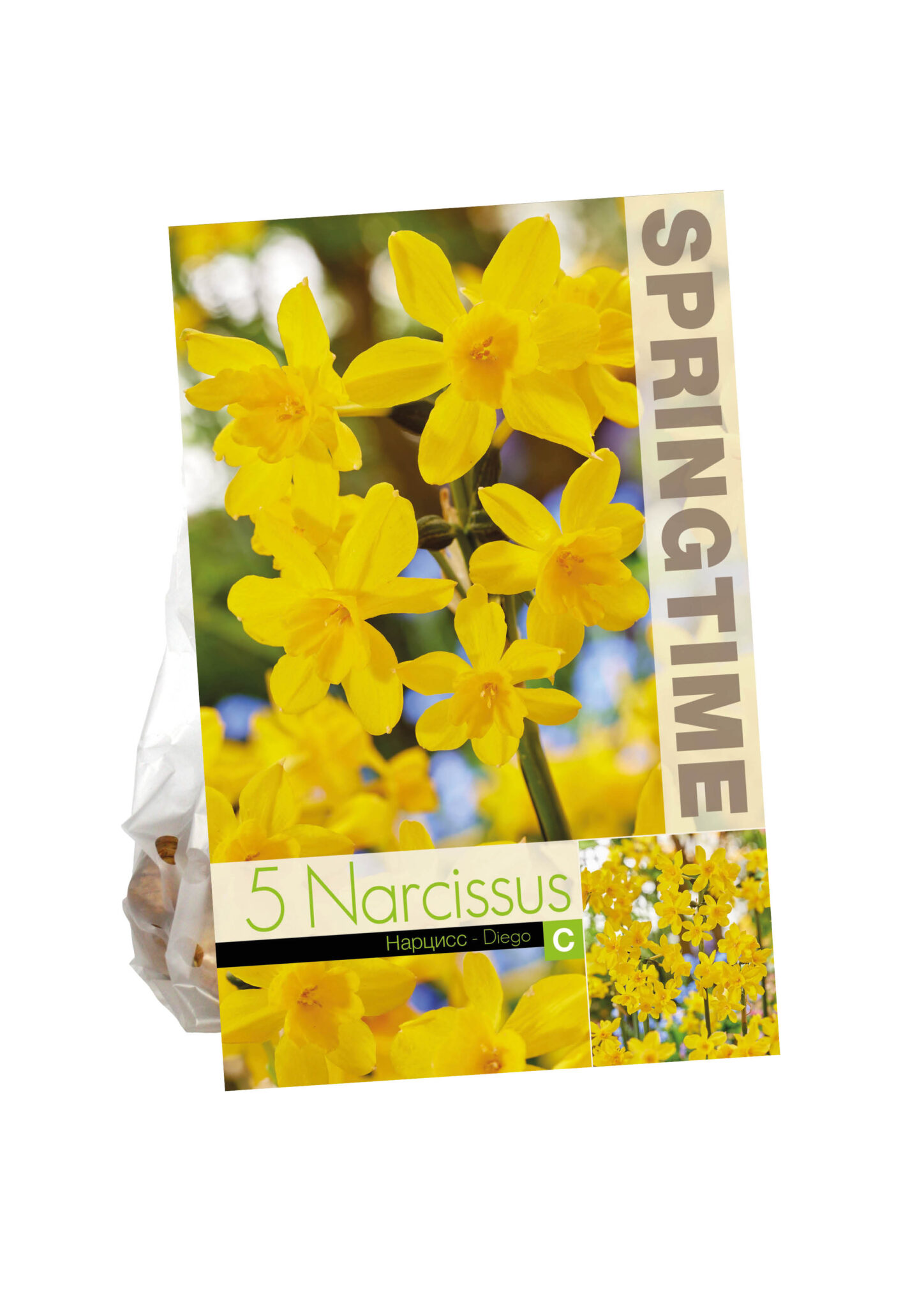Narcissus Diego
