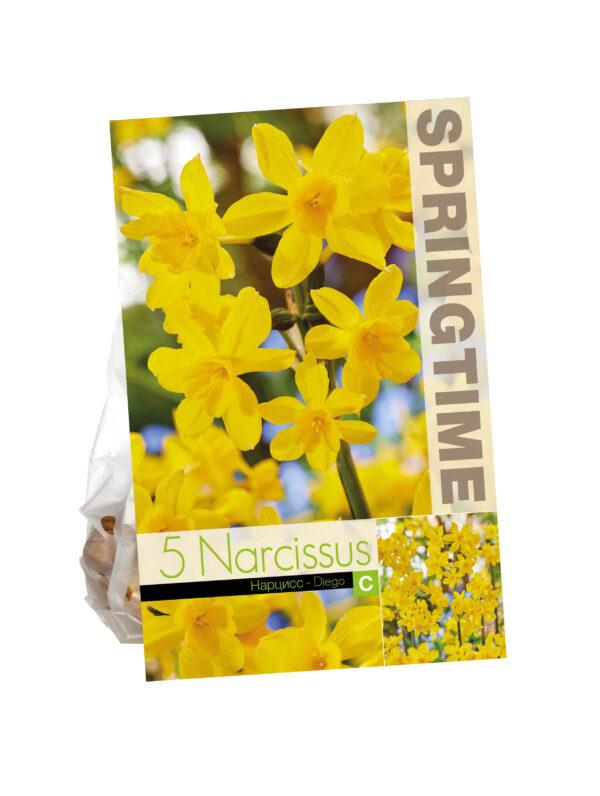 Narcissus Diego
