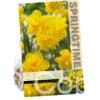 Narcissus Golden Delicious