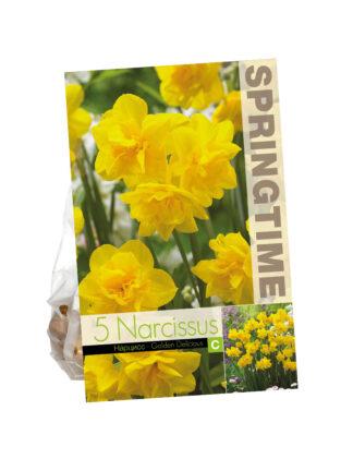 Narcissus Golden Delicious