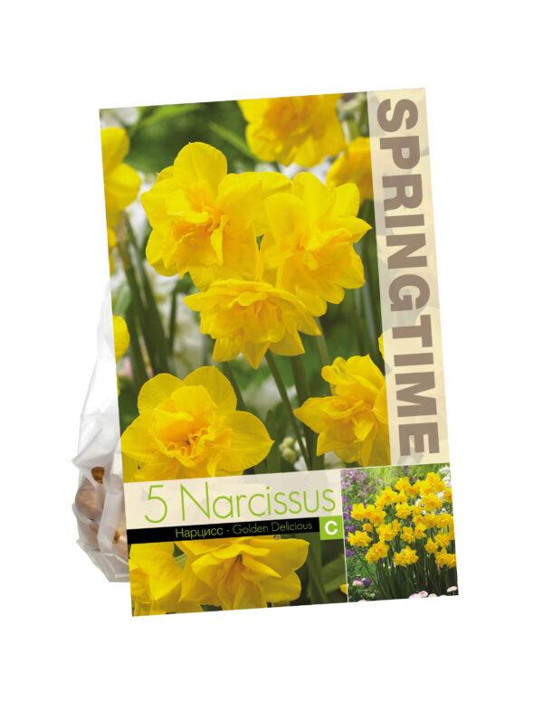 Narcissus Golden Delicious