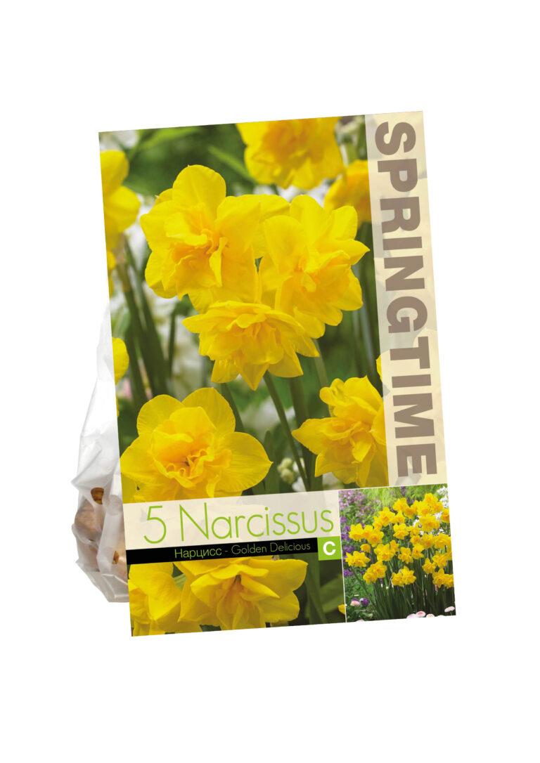 Narcissus Golden Delicious
