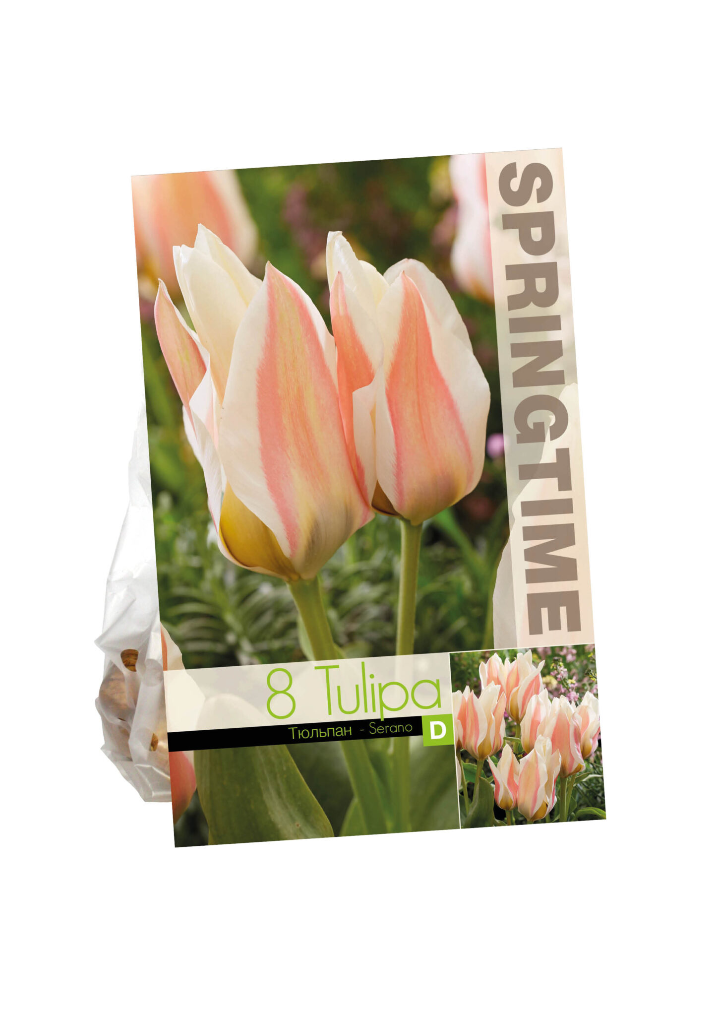 Tulipa Serano