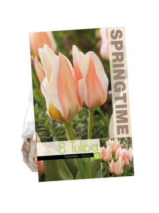 Tulipa Serano