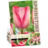 Tulipa Pink Sound