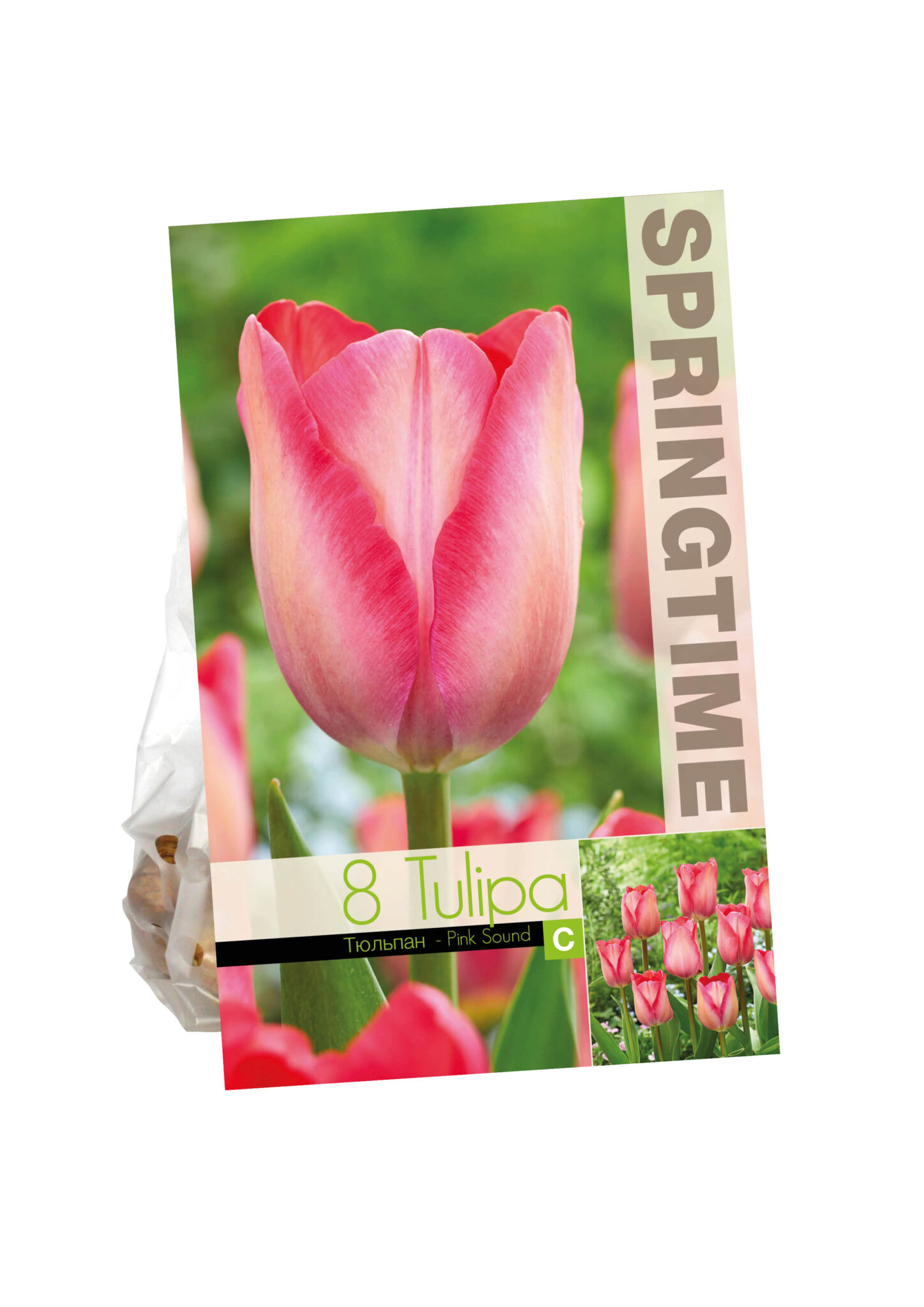 Tulipa Pink Sound
